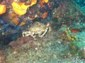 foto de buceo