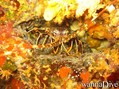 foto de buceo