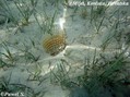 foto de buceo