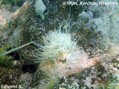 foto de buceo