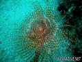 foto de buceo