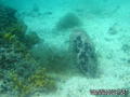 foto de buceo