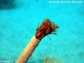 foto de buceo