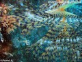 foto de buceo