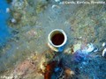 foto de buceo