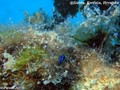 foto de buceo