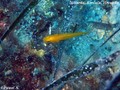 foto de buceo