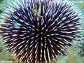 foto de buceo