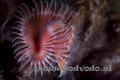 foto de buceo