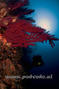 foto de buceo