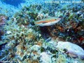 foto de buceo