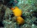foto de buceo