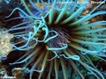 foto de buceo