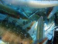 foto de buceo