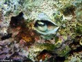 foto de buceo