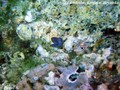 foto de buceo