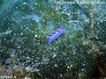 foto de buceo