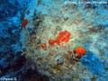 foto de buceo