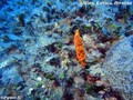 foto de buceo