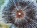 foto de buceo