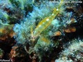 foto de buceo