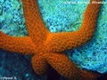 foto de buceo