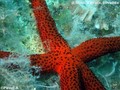 foto de buceo