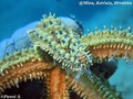 foto de buceo