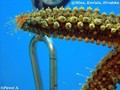 foto de buceo