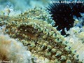 foto de buceo