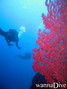 foto de buceo