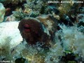 foto de buceo