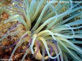foto de buceo