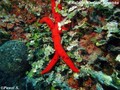 foto de buceo