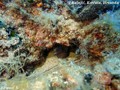 foto de buceo