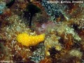 foto de buceo