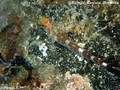 foto de buceo