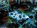 foto de buceo