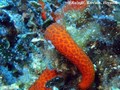 foto de buceo