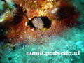 foto de buceo