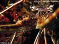 foto de buceo
