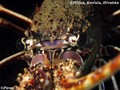 foto de buceo