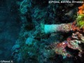 foto de buceo
