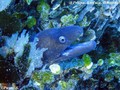 foto de buceo