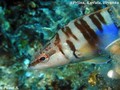 foto de buceo