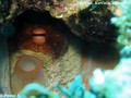 foto de buceo