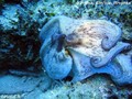 foto de buceo