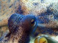 foto de buceo