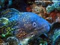 foto de buceo