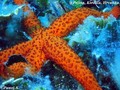 foto de buceo